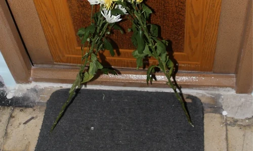 img 2124 preview jpeg