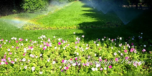 Curiozitati despre Parcul Cismigiu foto Parcul Cismigiu.ro