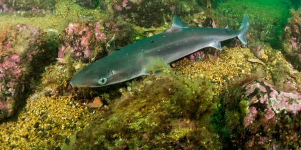 rechin Squalus acanthias caine de mare shutterstock 1626485437 jpg