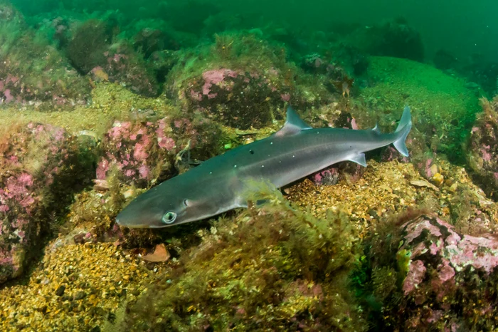 Câinele de mare este un rechin specific Mării Negre FOTO Shutterstock