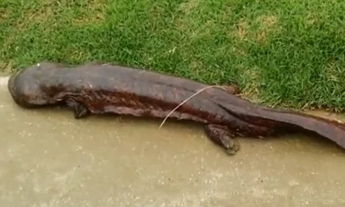 salamandra jpeg