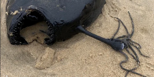 O specie de peşte undiţar de adâncime a eşuat inexplicabil pe o plajă din California  FOTO captură Facebook/Davey's Locker Sportfishing and Whale Watching 