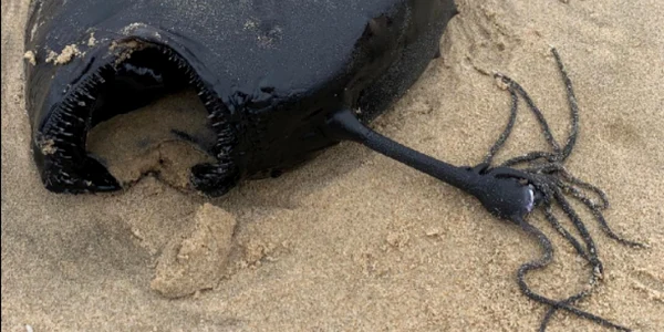 O specie de peşte undiţar de adâncime a eşuat inexplicabil pe o plajă din California  FOTO captură Facebook/Davey's Locker Sportfishing and Whale Watching 