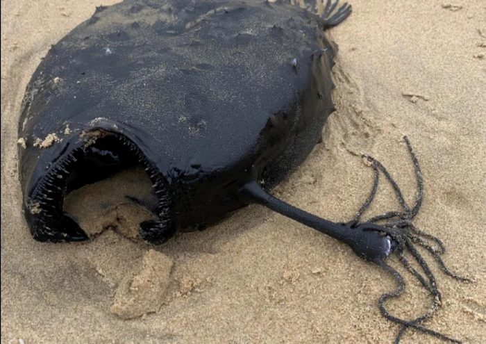 O specie de peşte undiţar de adâncime a eşuat inexplicabil pe o plajă din California FOTO captură Facebook/Davey's Locker Sportfishing and Whale Watching