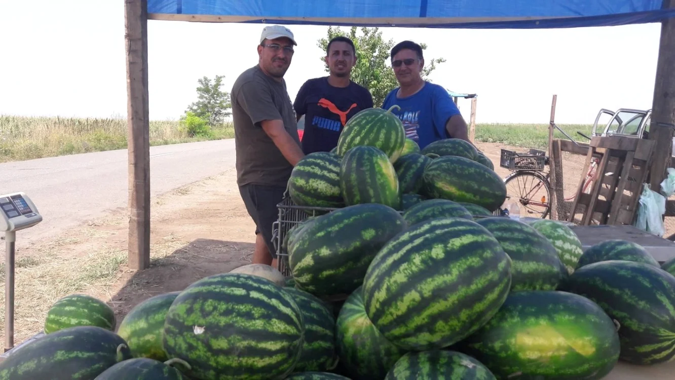 A început sezonul lubeniţei de Gottlob FOTO Ştefan Both 	