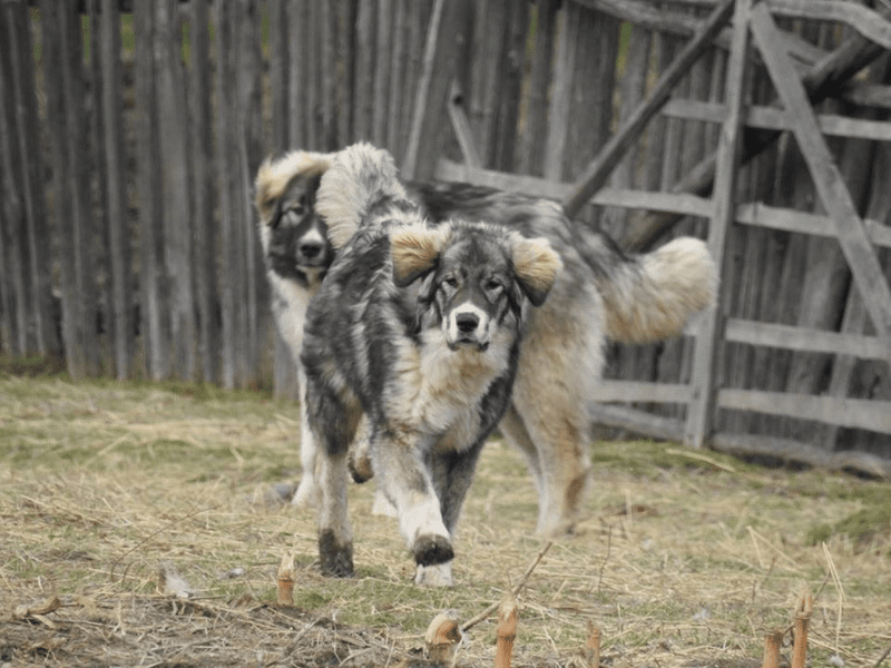 Un român și-a târât câinele legat de remorcă. Trecătorii s-au pus în fața mașinii ca să-l oprească
