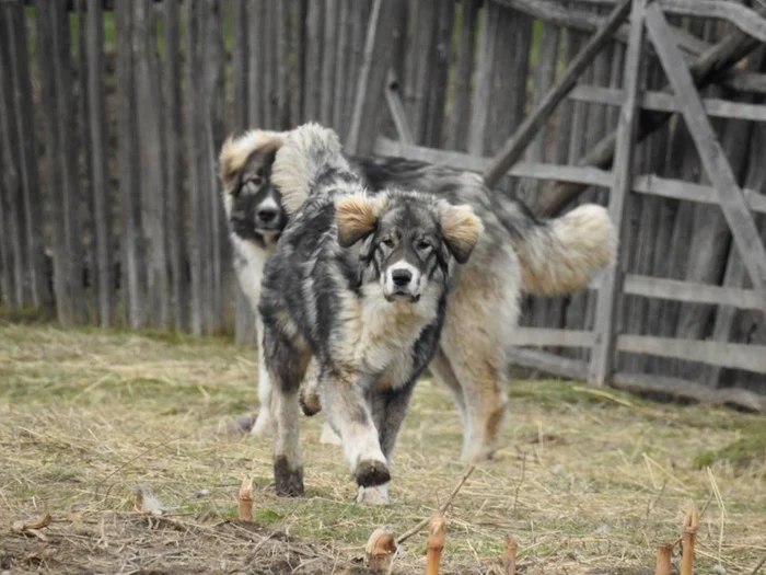 Bărbatul avea un câine legat de remorcă. Foto: Arhivă