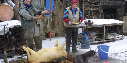 Crescătorii de porci au liber în târguri