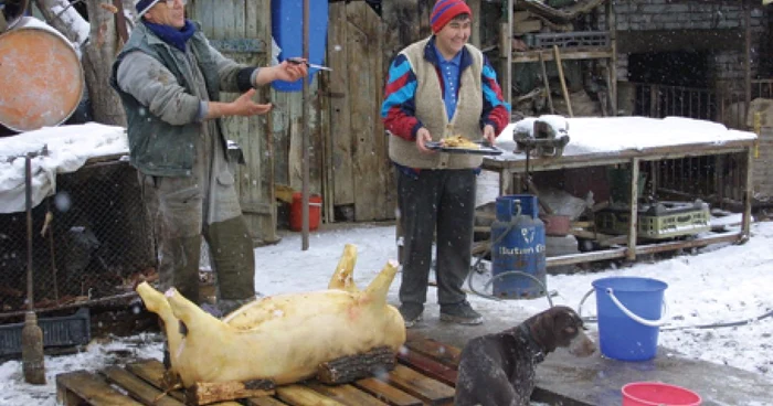 Crescătorii de porci au liber în târguri