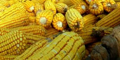 Cei doi au furat porumb în valoare de 60 de lei