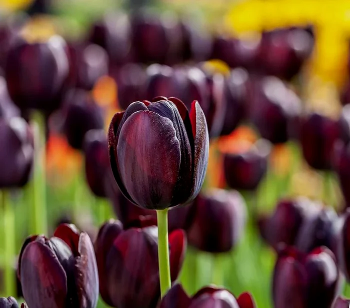 Laleaua Queen of Night” 