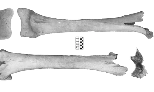 Care a fost cea mai mare pasăre care a trăit vreodată pe Terra jpeg