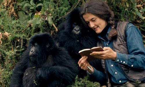 Cum a fost măcelărită cu maceta o femeie cercetător pentru gorilele pe care le apăra și studia  jpeg