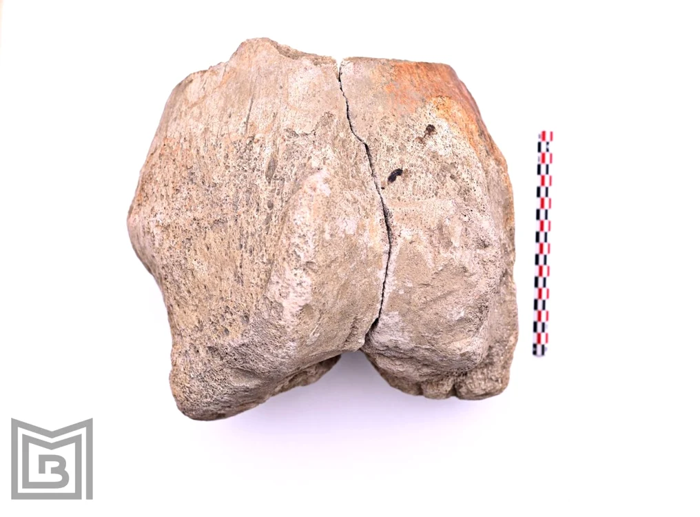 Epifiza distală a unui femur de mamut (foto: Muzeul Municipiului București)