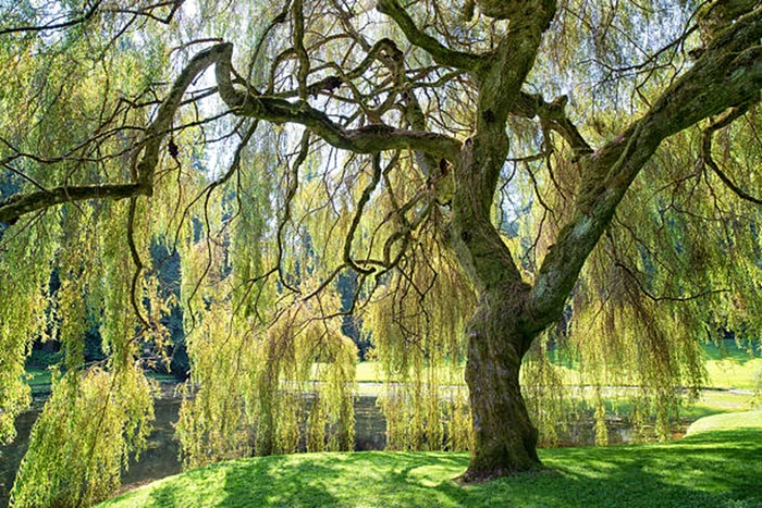 Salcia plângătoare nu trebuie plantată în curți mici / foto: IStock