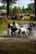 9 karpathia horse show 2019 3 jpg jpeg