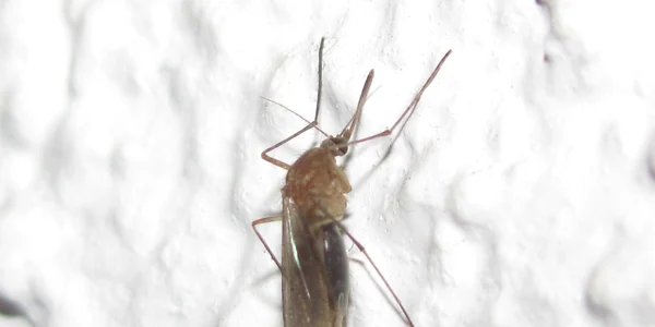 Prin înţepătura ţânţarului se poate transmite infecţia cu virsul West Nile