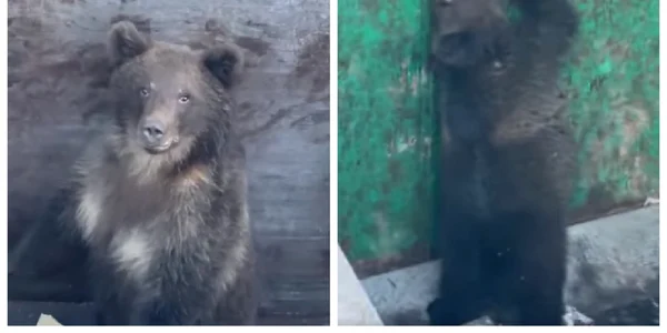 colaj ursi salvati bistrita foto captura video