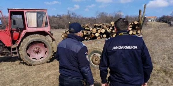 lemne taiate in padure FOTO IJJ Mehedinti 