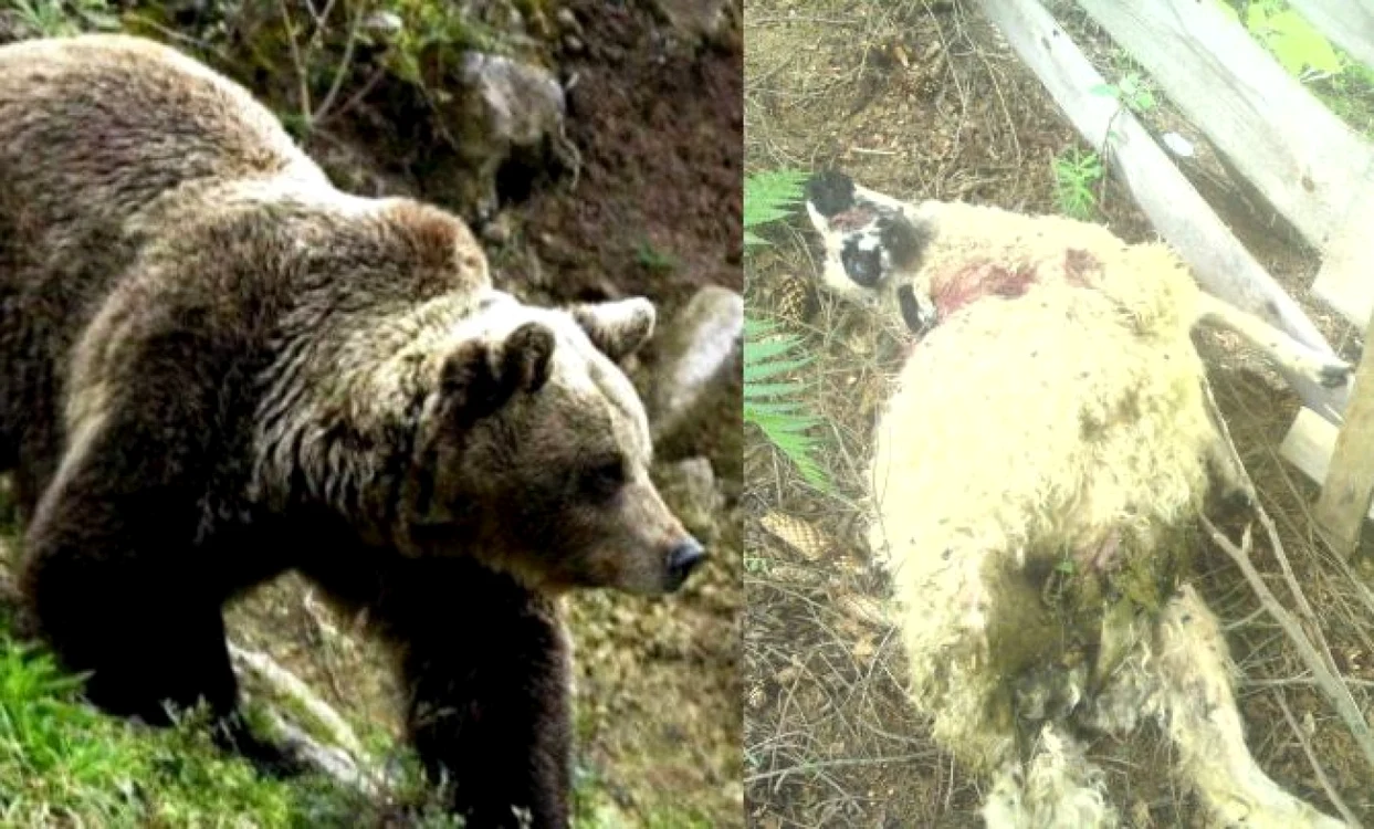 Ursul a sfârtecat şapte miei în comuna Ceahlău FOTO Adevărul