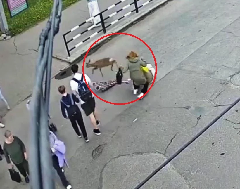 Accident neobișnuit pe trecerea de pietoni. O femeie a fost lovită de o căprioară