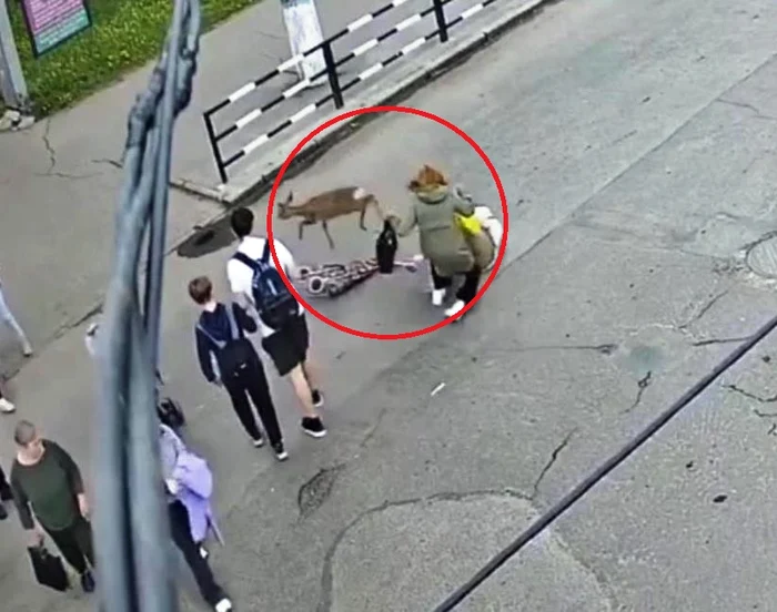Femeie spulberată de o căprioară pe trecerea de pietoni