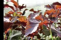 planta 2 1 jpeg