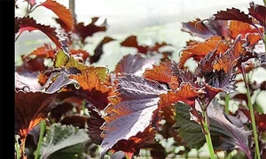 planta 2 1 jpeg