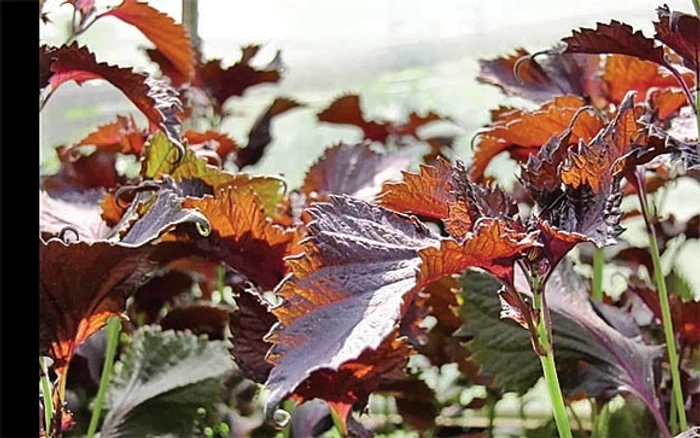 “În Coreea de Sud nu e nici o masă fără urzică”, spune cercetătorul Costel VânătoruFotografii: Iulian Bunilă