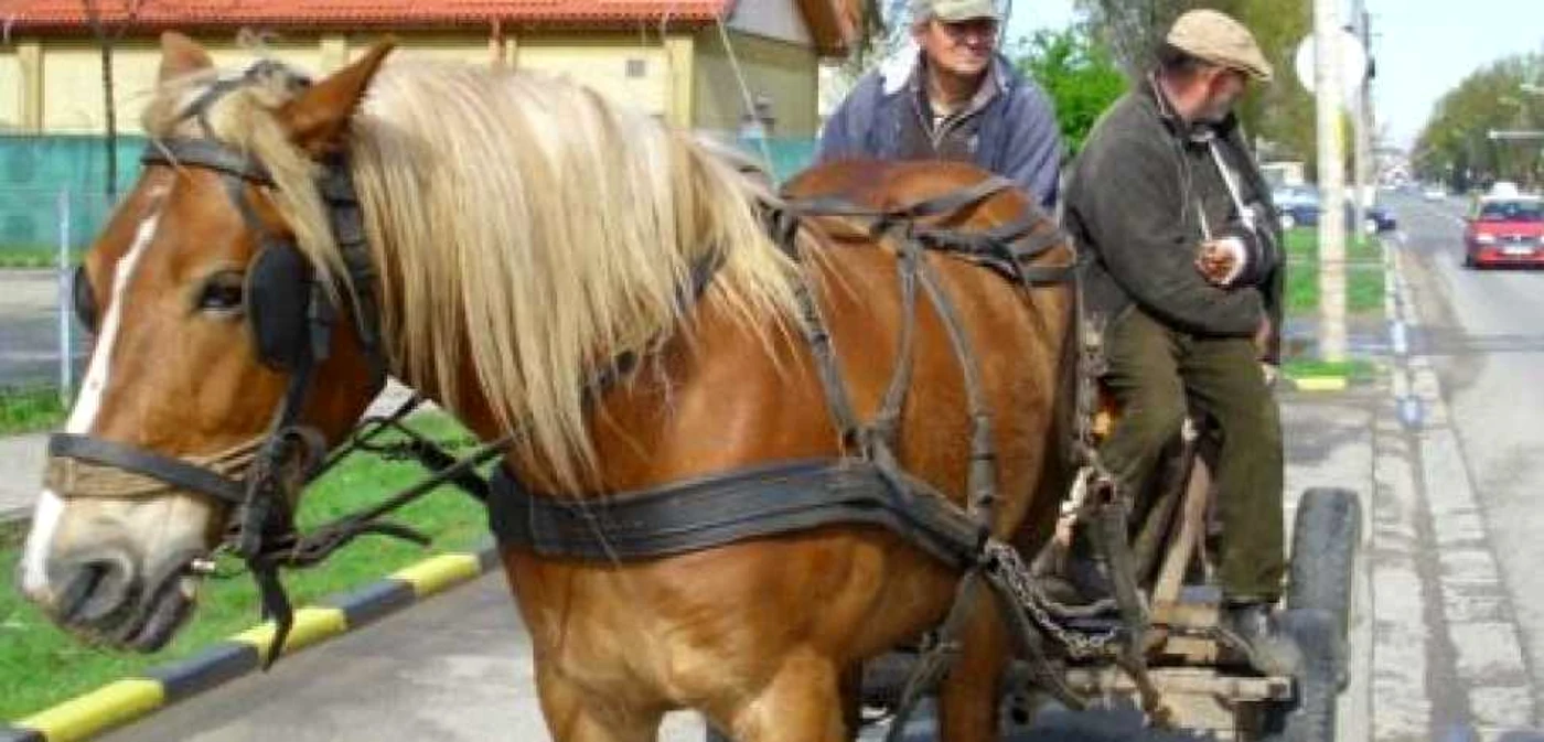 Bărbatul s-a dezechilibrat şi a căzut pe carosabil