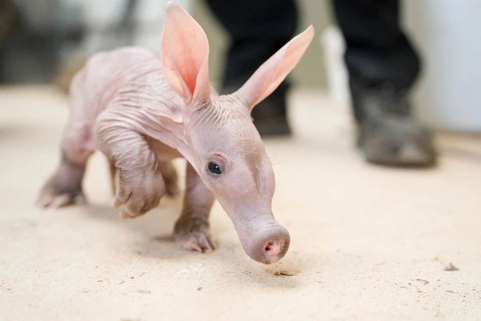 Un porc furnicar face senzație la o grădină zoologică. Are nume de poveste și este hrănit cu biberonul