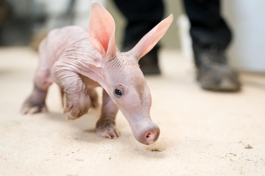 Porc furnicar FOTO: X