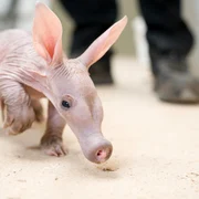 porc furnicar jpg