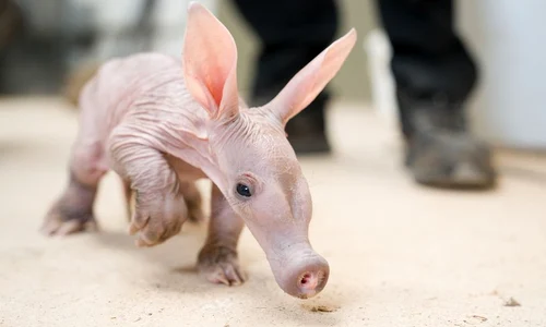 porc furnicar jpg