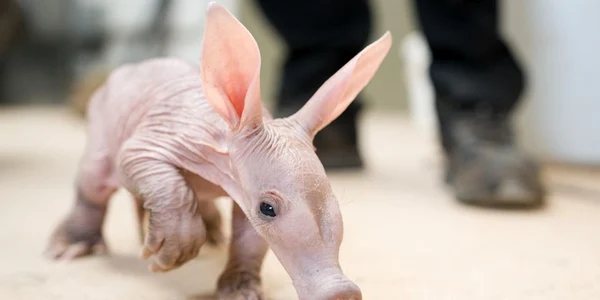 porc furnicar jpg