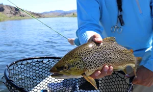 fish 2650625 1280 jpg