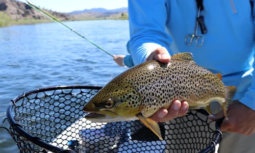 fish 2650625 1280 jpg
