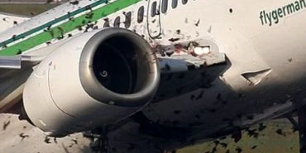 Un avion Boeing a fost la un pas de prăbuşire din cauza unui stol de păsări!