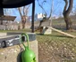 Asociație Arad 4 jpg