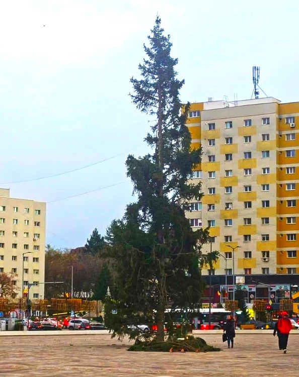 Bradul din Zalău în 2023