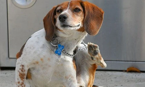 1 47342 original jpg jpeg