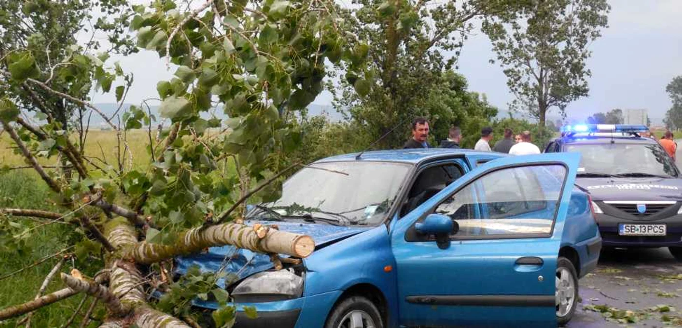 Copacul s-a prabusit peste o masina cu doi pasageri - Fotografii Ramona Găină