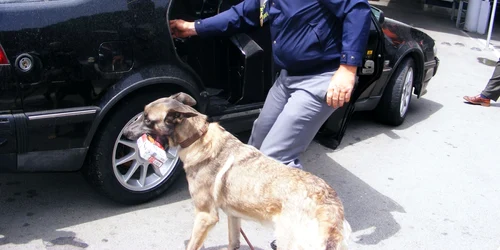 caine antitabac in vama portile de fier I 