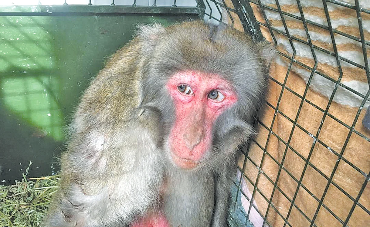 
    Maimuţa este un mascul în vârstă de aproximativ 3 ani din specia macacfotografii: Asociaţia pentru protecţia animalelor  