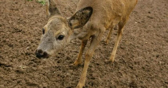 Caprioara a fost furată, tranşată şi mâncată Foto:arhivă Adevărul