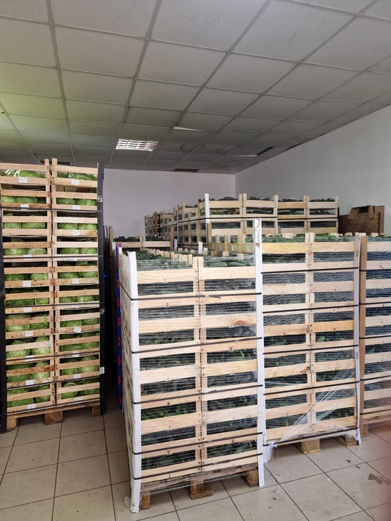 Cooperativa din Izbiceni a livrat deja varză și castraveți FOTO: arhiva I. Fulga 