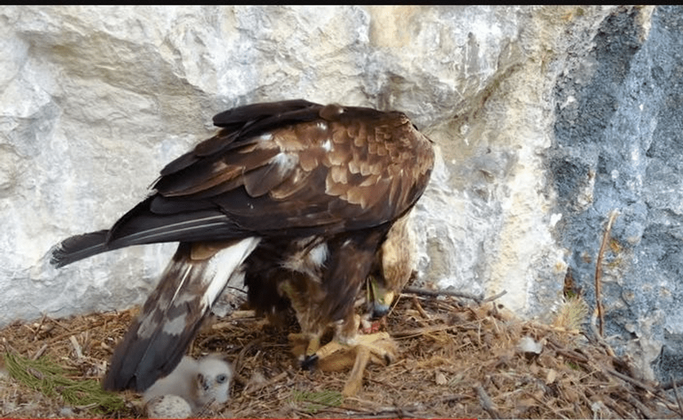 Păsări răpitoare din munții României. Imagini spectaculoase surprinse în Parcul Natural Apuseni VIDEO