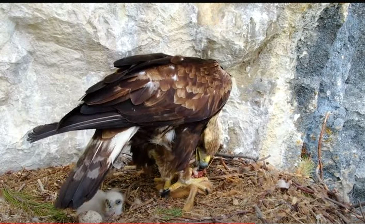 Pasăre răpitoare din Parcul Natural Apuseni FOTO captura video Youtube