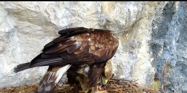 pasare parc apuseni jpg