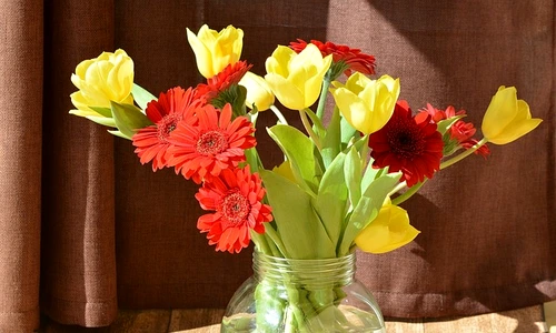 cele mai rezistente flori de cameră jpeg